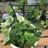 2/4/6pcs Plants Climbing Trellis Plastic Plant Support Holder Superimposed Potted Vines Climbing Rack Gardening Supplies