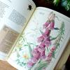 [USED] Old Western Books Edith Holden Art Books Botanical Art Plant Encyclopedias Edwardian