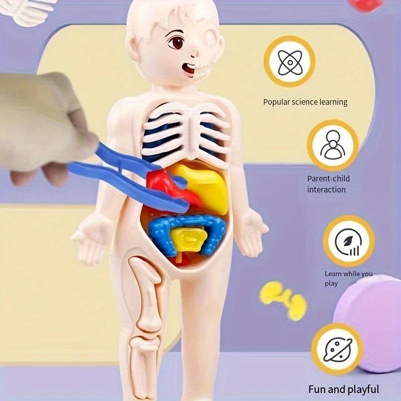 Human Anatomy Body Model Science Kits for Kids Realistic Human Body STEM Learning Educational Toys Birthday Gift for Boys Girls