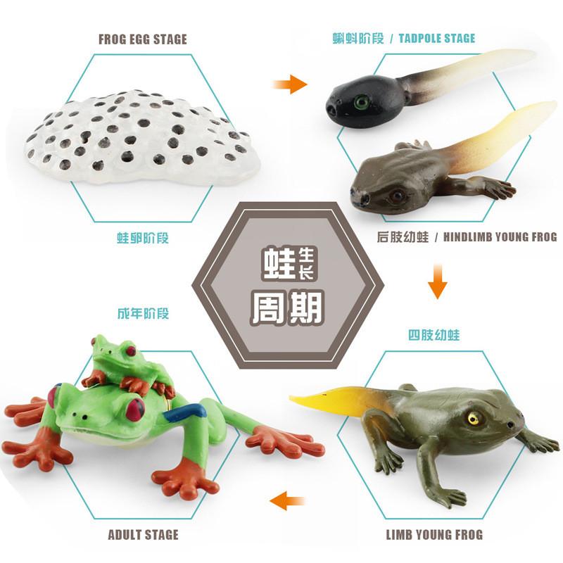 Realistic Pvc Red Eyed Frog Lifecycle Model Stunning Static Display For Nature Lovers