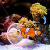 20Pcs Aquarium Net Small Size Fish Tank Cleaning Tool Soft Safe Mesh Widened Thickened Handle for Catching Shrimp Fish