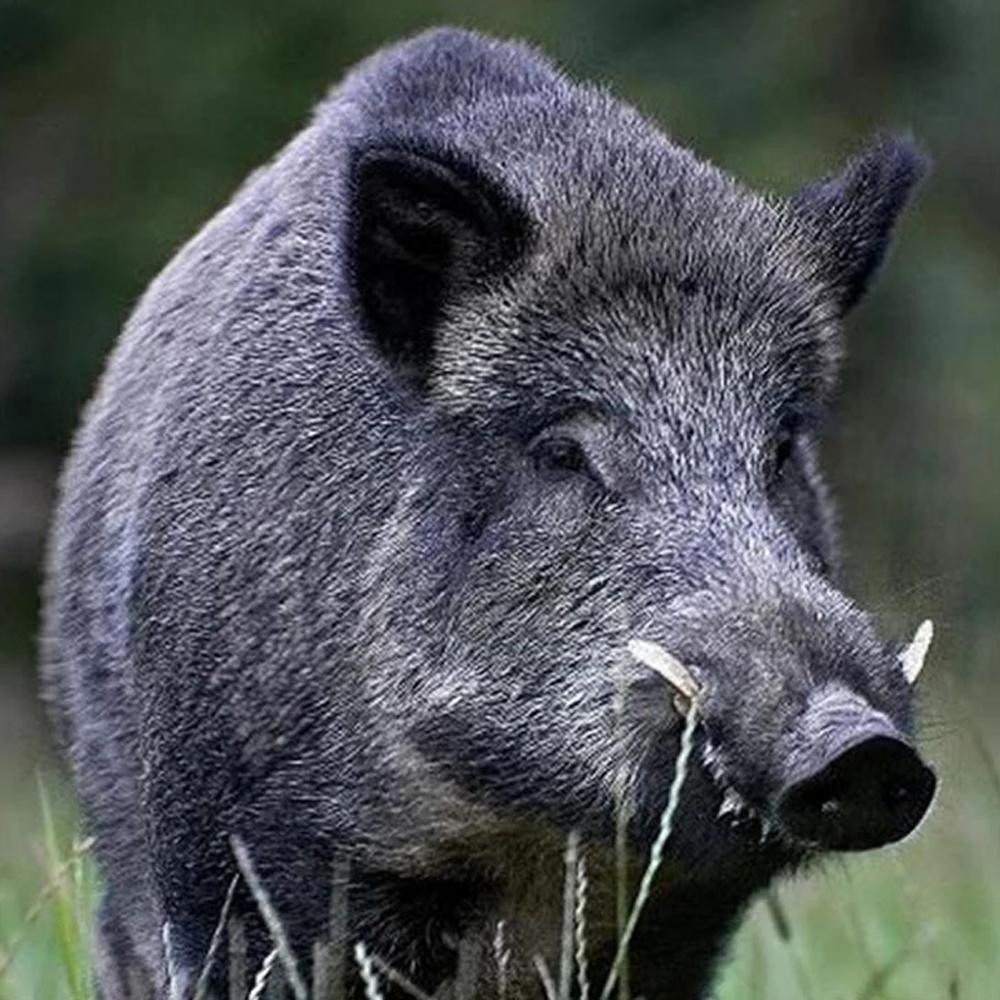 5D Diy Алмазная картина животное Тигр Кот Алмазная вышивка Пейзаж Мозаика Вышивка крестом Домашнее украшение Рождественский подарок