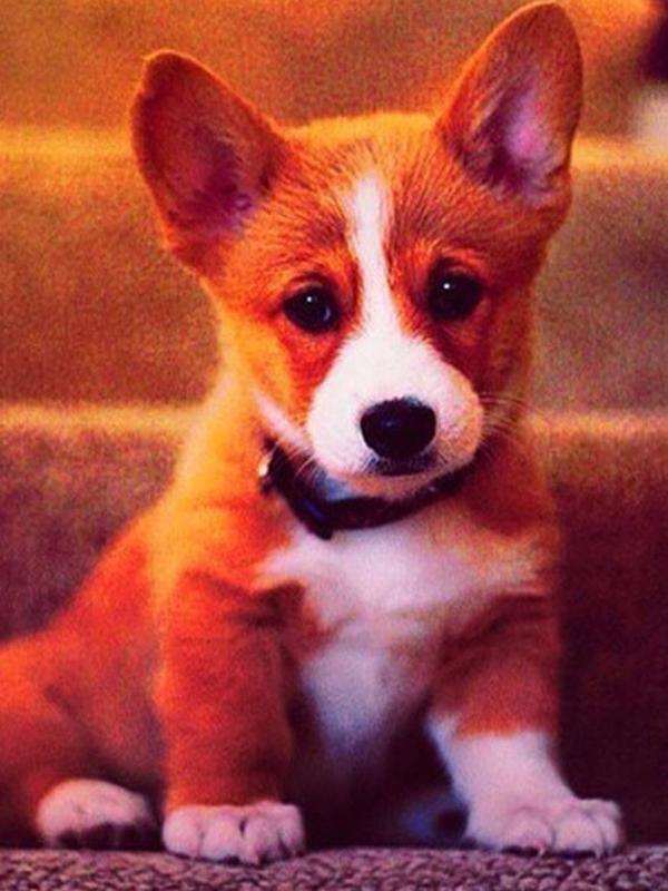 Алмазная картина Животное Алмазная картина 5D Наборы для вышивки крестом Вышивка Алмазная вышивка Картина