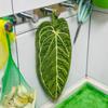 Полотенца для растений Дизайн листьев Ультраабсорбирующие Быстросохнущие Моющиеся с петлей для подвешивания Полотенце для рук для ванной комнаты Кухонное полотенце Декор