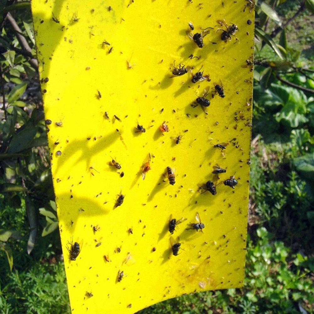 20Pcs Strong Traps Sticky Board Catching Aphid Pest