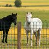 Farm Fence, 1.2 x 25 m, 2 x 4 in Mesh 2.1mm Galvanized Steel Wire Fencing for Cattle, Hog & Sheep, Heavy Duty Vinyl Coated Livestock Fence for Animal