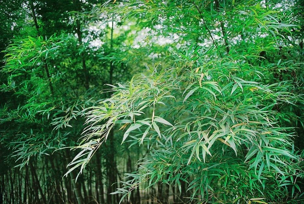 SAFLAX Мосо Бамбук - 20 семян - Phyllostachys pubescens