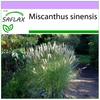 Chinese Silver Grass - 200 Seeds - Miscanthus Sinensis
