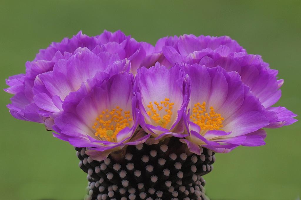 SAFLAX Garden in the Bag - Mammillaire Mix - 40 семян - С субстратом в подходящем стоячем пакете - Mammilaria Mix