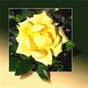5D Алмазная картина Цветок Алмазная вышивка Распродажа Стразы Картина Сделай Сам Вышивка крестом Домашний Декор Подарок
