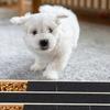 Flexible Canine Grooming Scratcher Board From Sustainable Wood assists Tooth Health 35x25cm