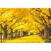 [Made In Japan] Beverly 300 Piece Jigsaw Puzzle Jingu Gaien Ginkgo Trees (26 X 38 Cm) 300-105