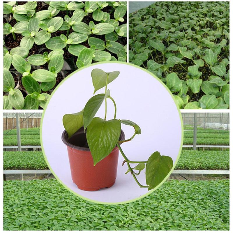 50pcs Plastic Nursery Pot Planter Pots Containers Plant Flower Starting Planting Tray Grow Box for Home Garden Supplies