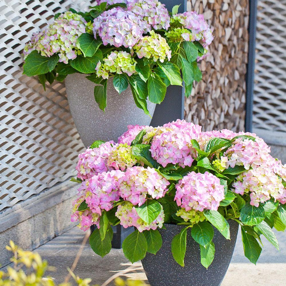 Пластиковый плантатор для растений, утолщенный горшок для выращивания растений, зеленый завод