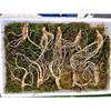 Donguibogam Camphor Ginseng, 10 Roots of 7-8 Year Old roots/KRW 30,000, Wild Ginseng, Natural Sprouts, Lunar New Year, Chuseok, General Packaging