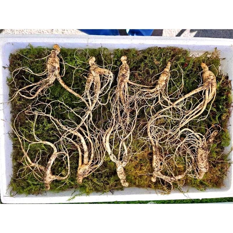Donguibogam Camphor Ginseng, 10 Roots of 7-8 Year Old roots/KRW 30,000, Wild Ginseng, Natural Sprouts, Lunar New Year, Chuseok, General Packaging