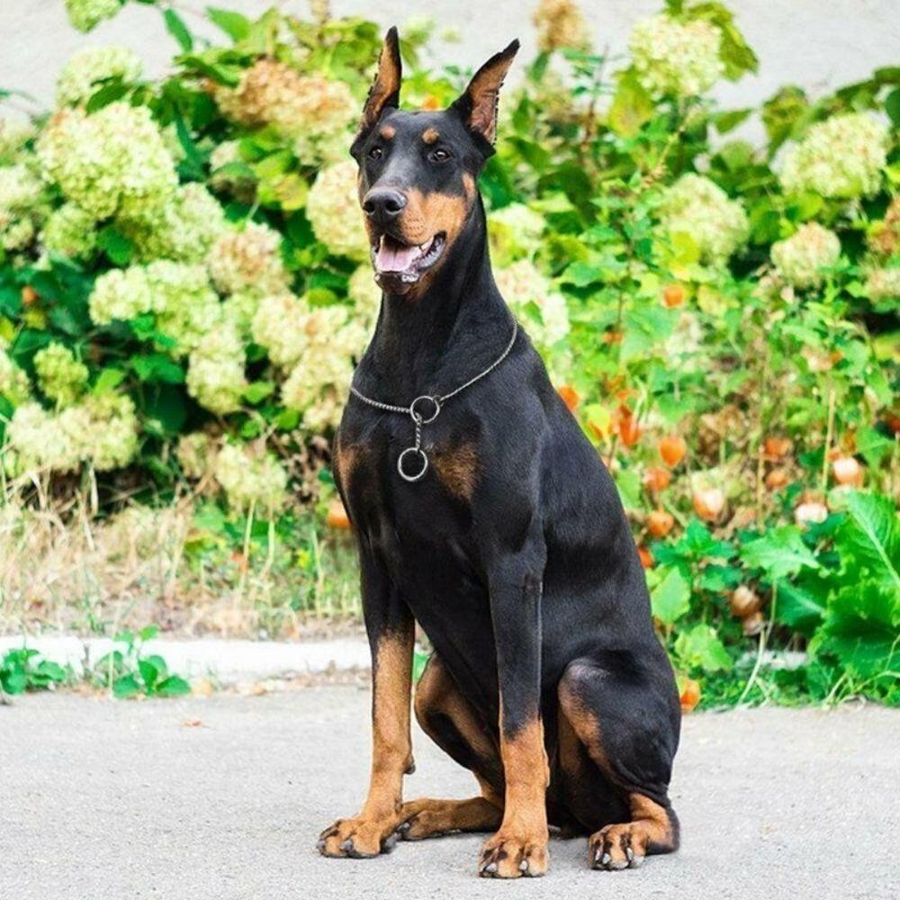 Выставочный ошейник для питомца P Цепочки-удавки Ошейники Медный пинч-ошейник Змеиная цепочка Ошейник для собаки Цепь-пинчер для питомца