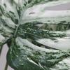 Large Artificial Tropical Palm Branches Fern Plant Artificial Fern Leaves Fake Palm Leaves  Office