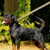 Поводок для собак из нержавеющей стали Pet Lead Traction Super Strong Gold ошейник с цепочкой 32 мм 19 мм ошейник для больших собак Bulldog Pitbull