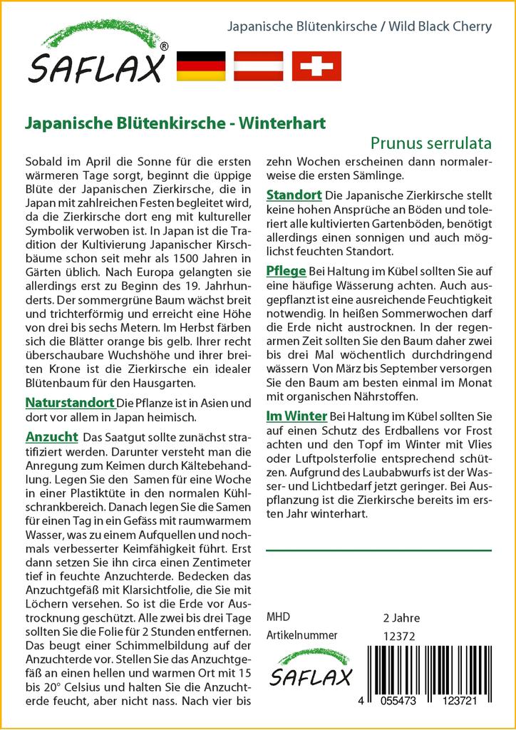 SAFLAX Wild Black Cherry - 30 семян - С горшечным субстратом для лучшего выращивания - Prunus serrulata