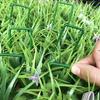 12PCS Garden Stakes Lawn Fixing Nails Green Tent Stakes Securing Pegs  for Artificial Grass