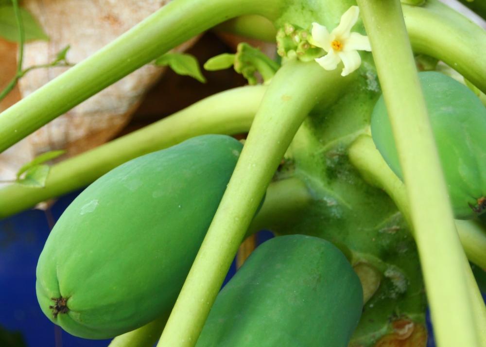 SAFLAX Дынное дерево - 30 семян - Carica papaya