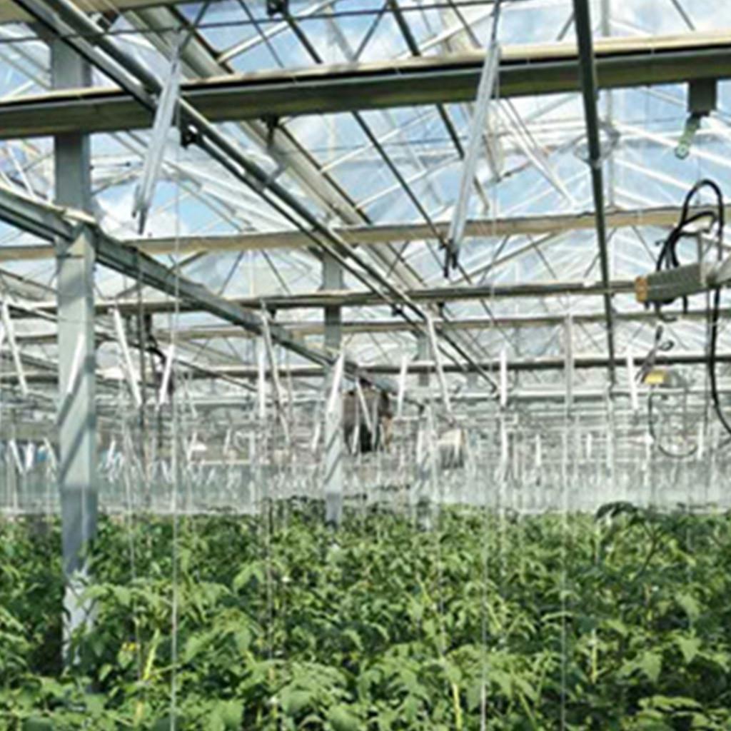 Крючок для томатов Зажимы для поддержки томатов Опора для овощей предотвращает защемление помидоров