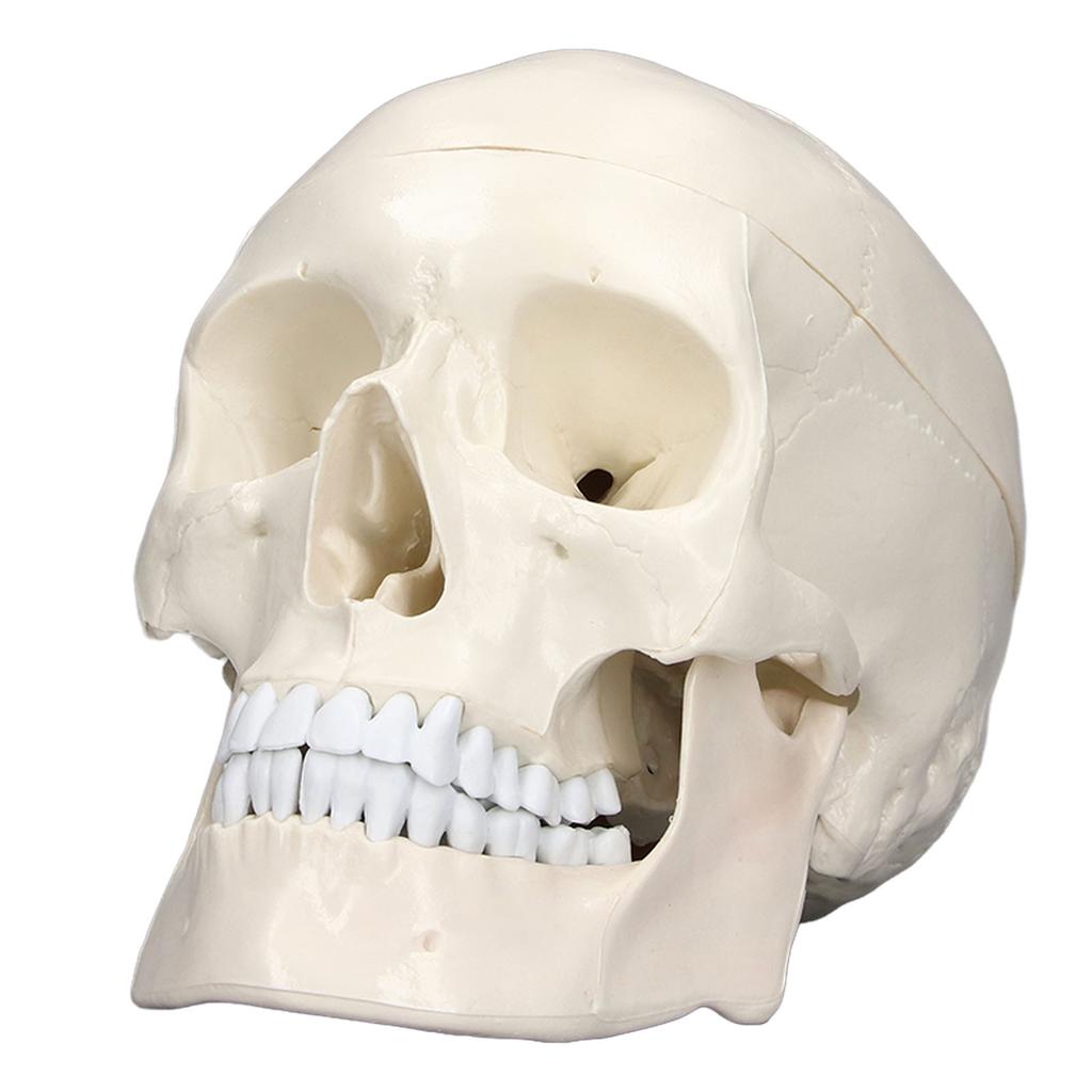 Моделирование 1:1 модель черепа человеческой головы, съемная модель черепа из ПВХ для курса изучения анатомии