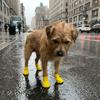 4PCS Adjustable Dog Mesh Shoes Waterproof Pet Paw Protector Portable Pet Boots  Outdoor Walking