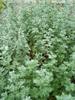 Artemisia ABSINTHIUM - Absinthe / WORMWOOD, 200 SEEDS - FRESH SEEDS