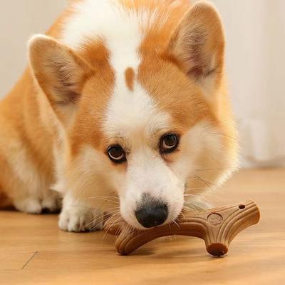 Kimpets Pet Cat Molar Зубы Чистая палочка для устойчивых к укусам Домашняя собака Жевательные игрушки Интересная сосновая древесина Симпатичная форма кости Прочная игрушка