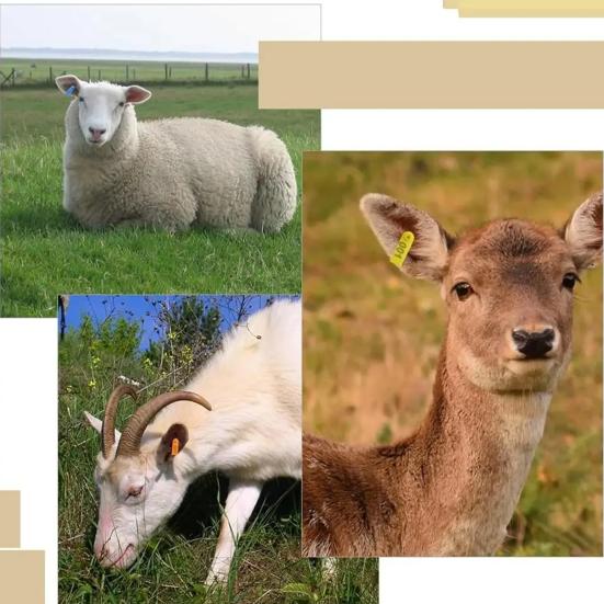 Бирки для ушей овец 001-100 Номерные бирки Бирки для сельскохозяйственных животных Аппликатор для ушных бирок для коров коз овец свиней сельскохозяйственных животных