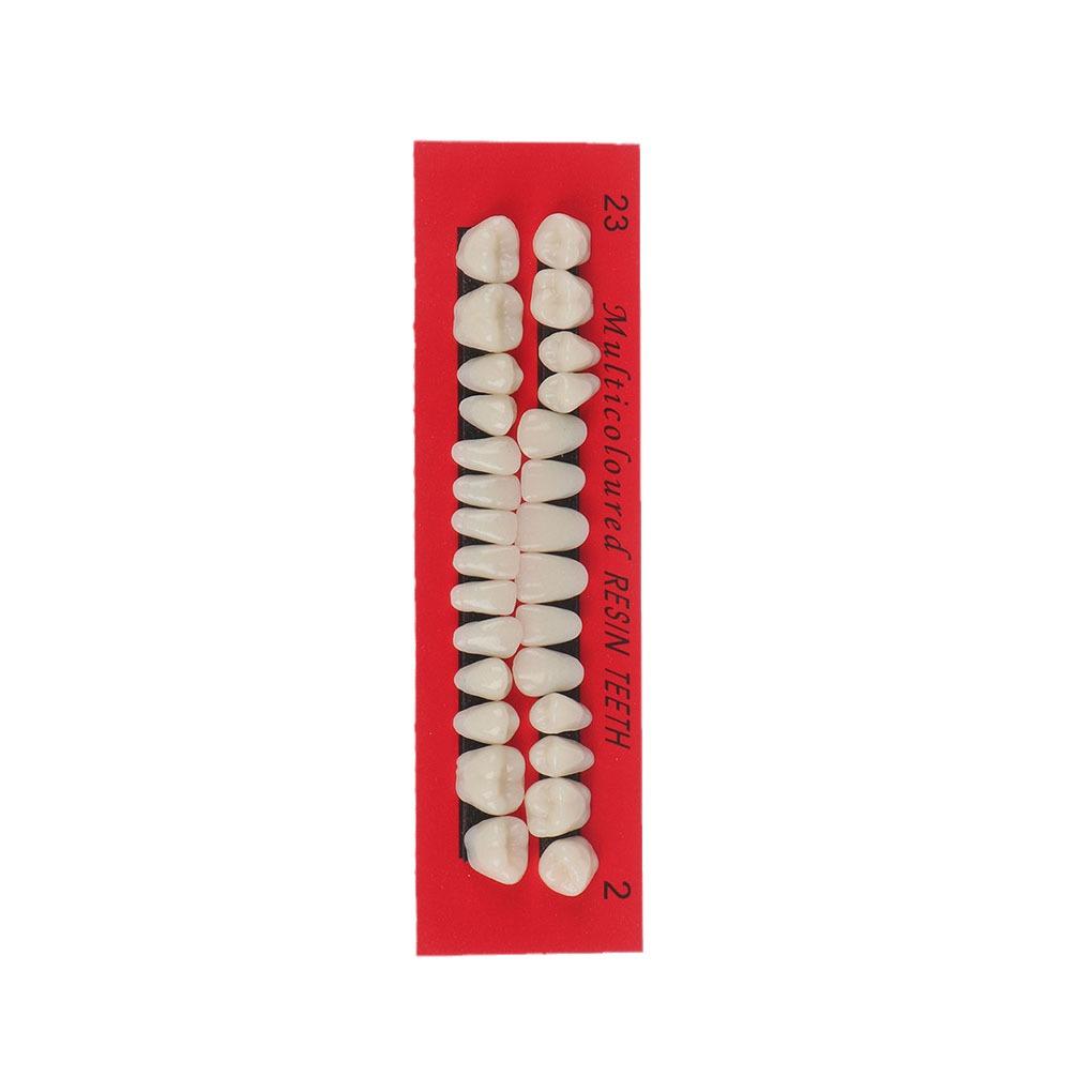 28 студенческих стоматологических слепков с зубными протезами для обучения устной речи