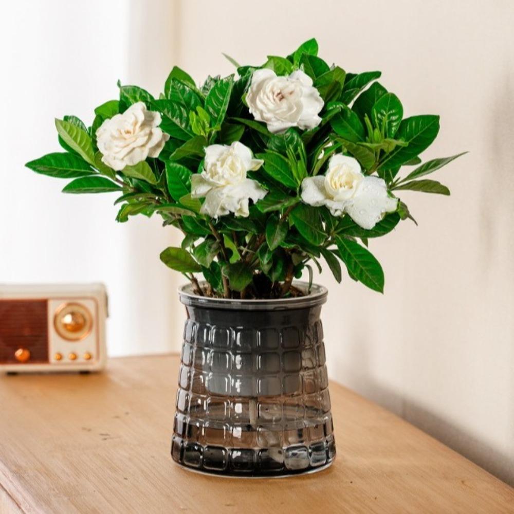 Self Watering Hydroponic Plants Pot Plastic Office Bonsai Decor