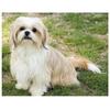 DIY Diamond Embroidery Shih Tzu Pet Dog 5d Full Round Round Drill Diamond Painting