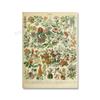 Adolphe Millot Encyclopedia Poster Fruit Botanical Mushrooms Herbs Flowers Canvas Paintings Print Vintage Wall Art Room Decor