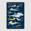 Hammerhead Sharks Of The World Metal Plaque Poster Living Room Poster Wall Mural Create Tin Sign Poster