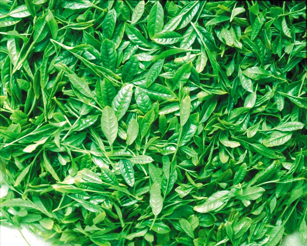 Чай Ochanomaruyuki Shizuoka Fukamushi Зеленый чай в пакетиках 5 г x 30 пакетиков