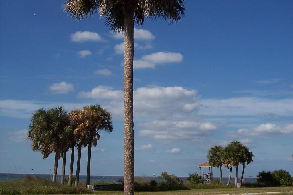 SAFLAX Пальметто Пальма - 8 семян - С горшечным субстратом для лучшего выращивания - Пальметто Сабаль