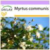 Мирт настоящий - 30 семян - Myrtus communis