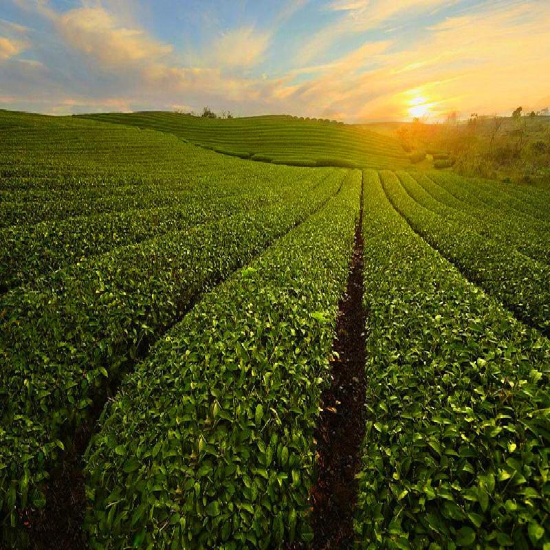 100g Yunnan Puerh Tea Xinhui Citrus Puer Tea Small Green Citrus Pu Er Cooked Tea