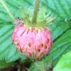 Fragaria moschata - клубника мускусная 15 свежих семян