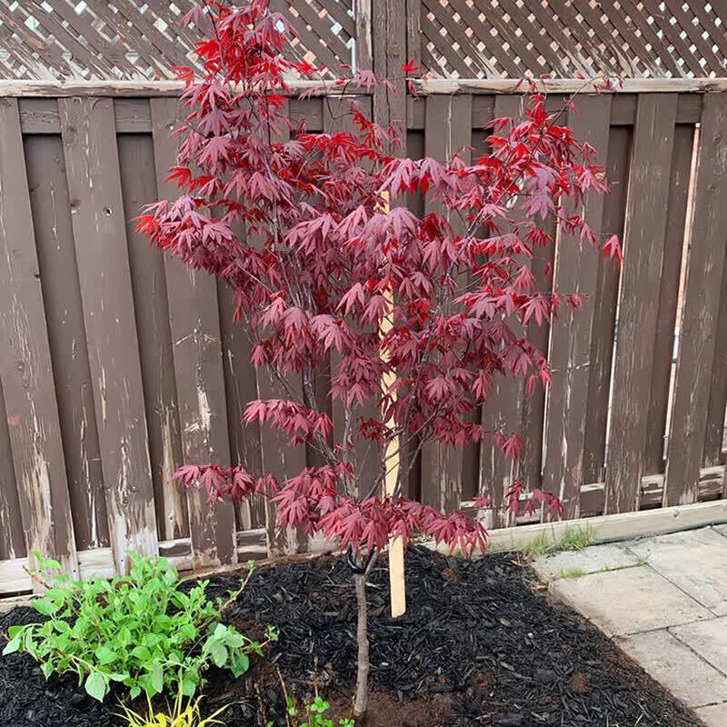 Japanese Red Maple Sapling