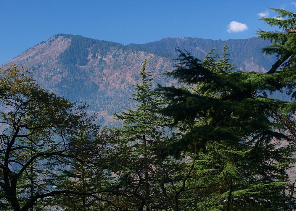 SAFLAX Кедр индийский - 35 семян - Cedrus deodara