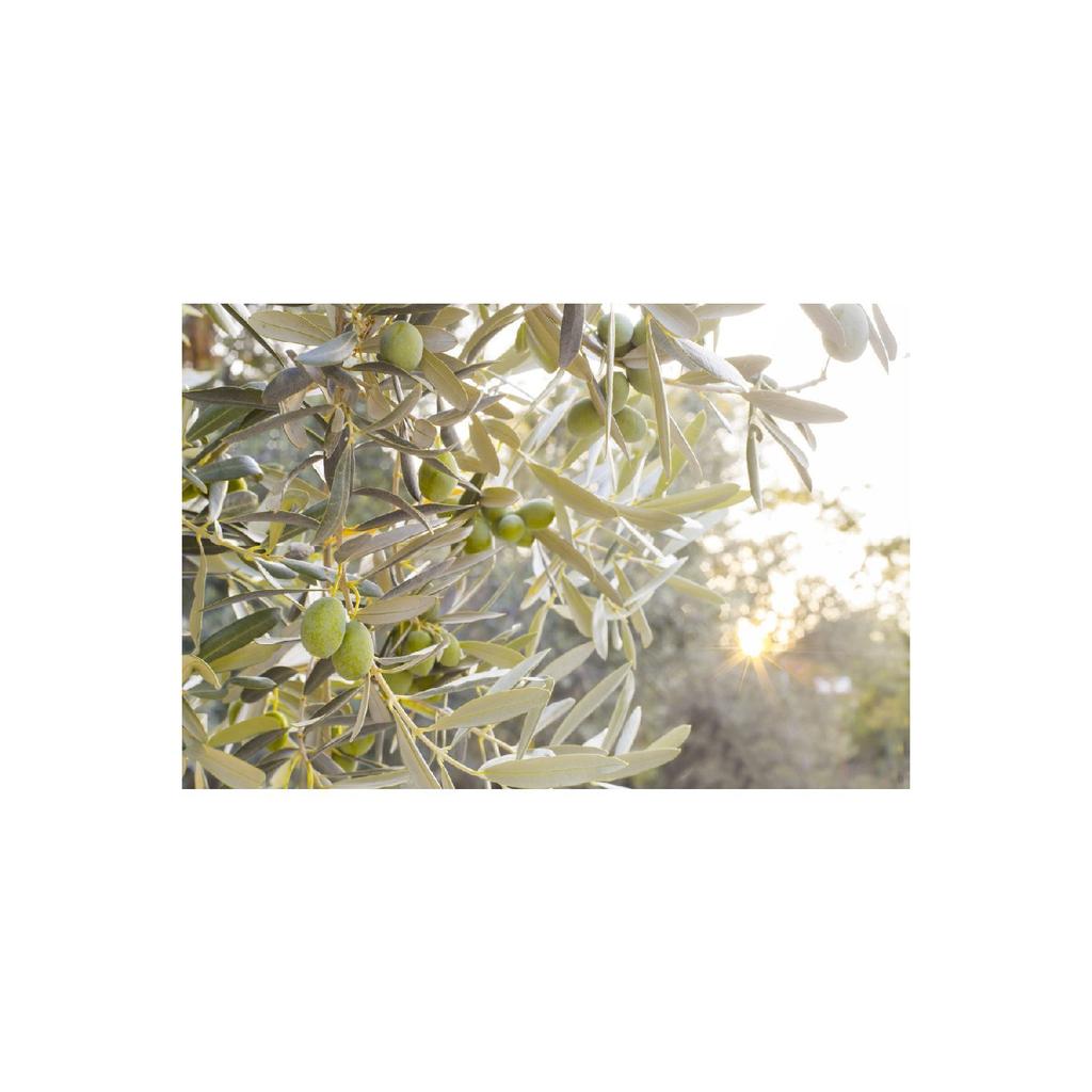 Sevin Teyze Olive Leaf, Olive Leaves, Oleae Folium, Oleaceae, Immortal Tree Leaf 50g