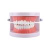 Typodont Demonstration Study Flesh Pink Gums Denture Model Teeth Model Standard Teeth Model