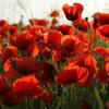 Single Red Field Poppy, Fresh Vegetable Seeds PREMIUM 0.5g