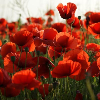 Мак красный полевой одиночный, свежие семена овощей ПРЕМИУМ 0,5г