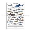 SEASHELLS SEA CREATURES SHARKS poster with names Metal Sign Cinema Decoration Pub Plaques Tin Sign Poster