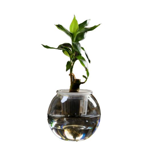 Аквапонный аквариум для рыбок петушков Прозрачный пластиковый ударопрочный горшок Экосистема Аквариум Настольная аквапонная система для домика рыбок петушков Комнатные растения